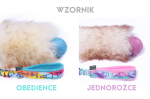 wz.png